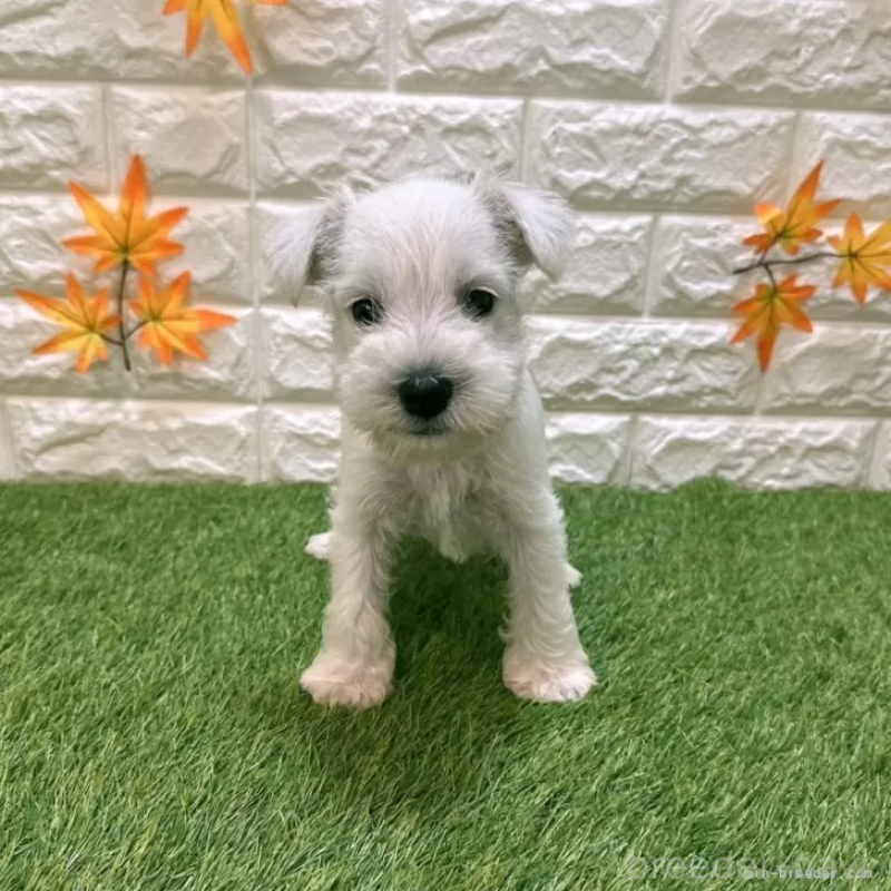 成約済の愛知県のミニチュアシュナウザー-419624の3枚目