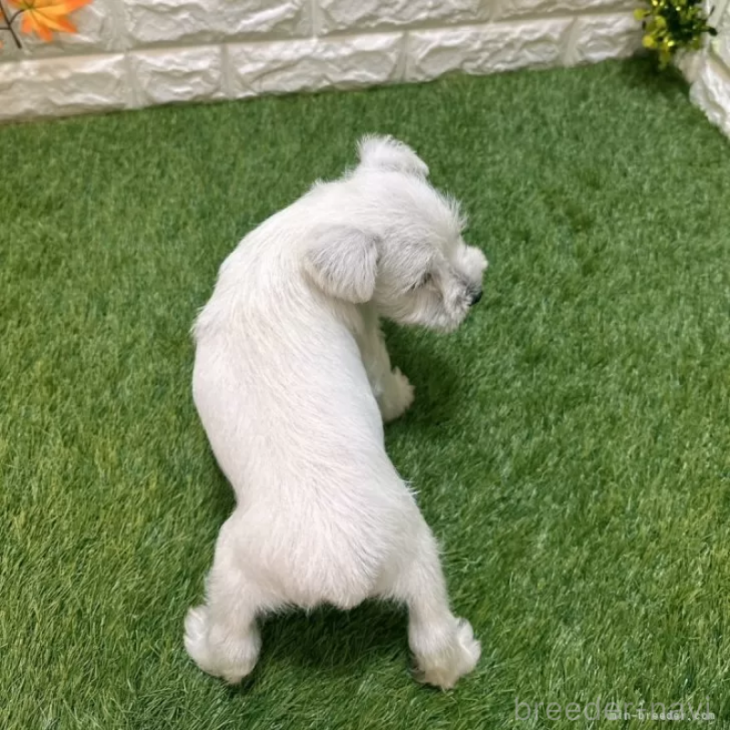 成約済の愛知県のミニチュアシュナウザー-419624の2枚目