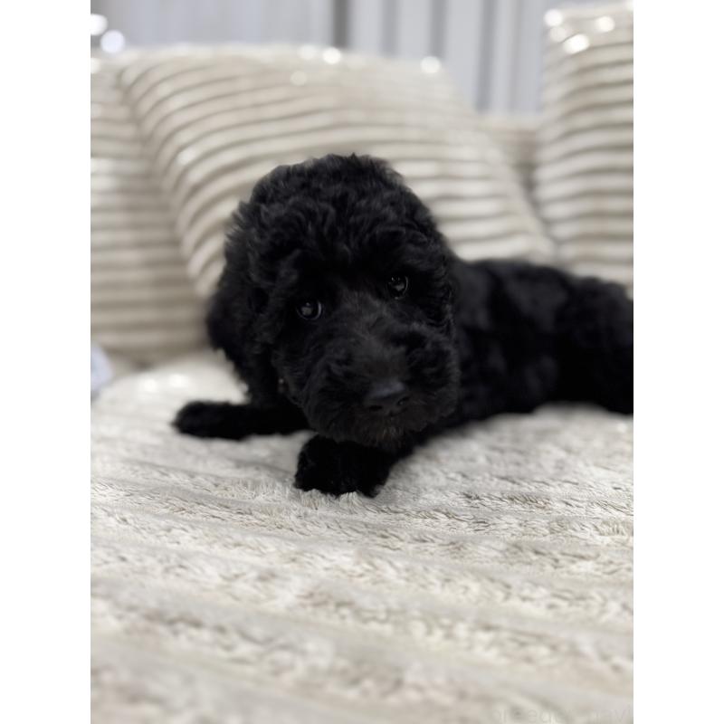 販売中の三重県のスタンダードプードル-417344