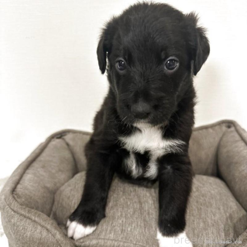 販売中の栃木県のミックス犬-420807の1枚目