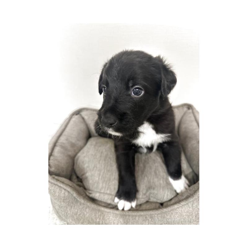 販売中の栃木県のミックス犬-420807の4枚目
