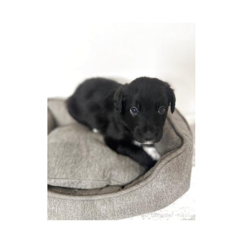 販売中の栃木県のミックス犬-420807の2枚目
