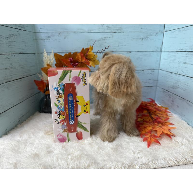 販売中の埼玉県のマルプー:マルチーズ×トイプードル-393326の14枚目