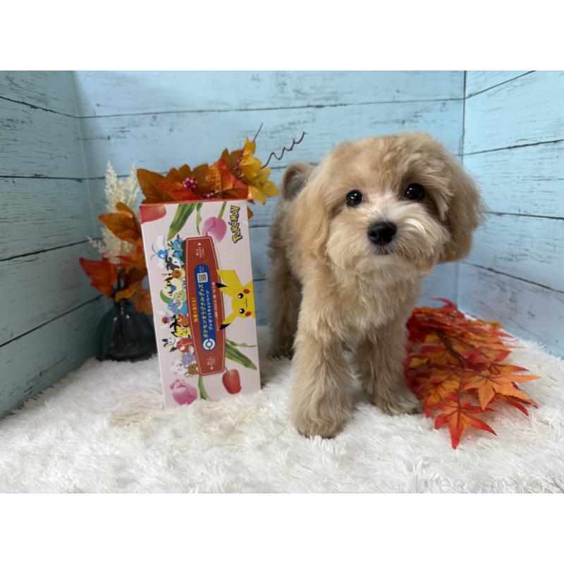 販売中の埼玉県のマルプー:マルチーズ×トイプードル-393326の13枚目