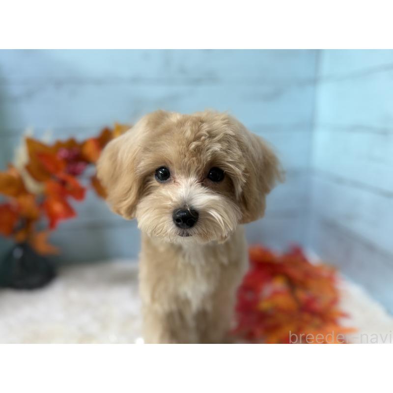 販売中の埼玉県のマルプー:マルチーズ×トイプードル-393326の12枚目