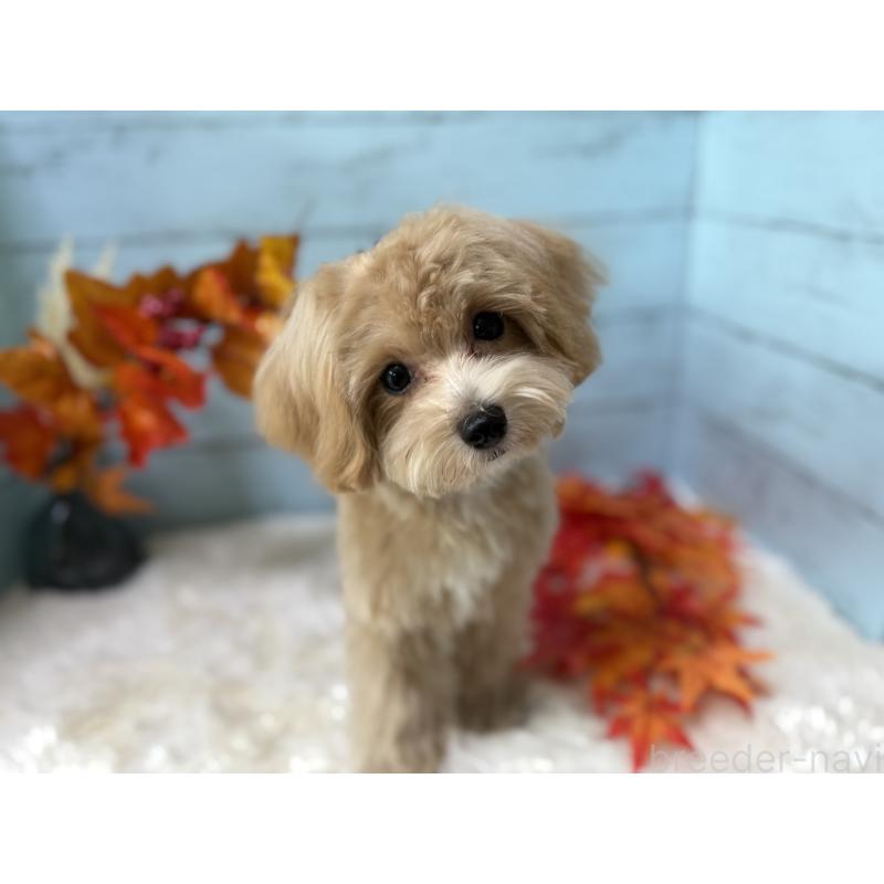 販売中の埼玉県のマルプー:マルチーズ×トイプードル-393326の11枚目