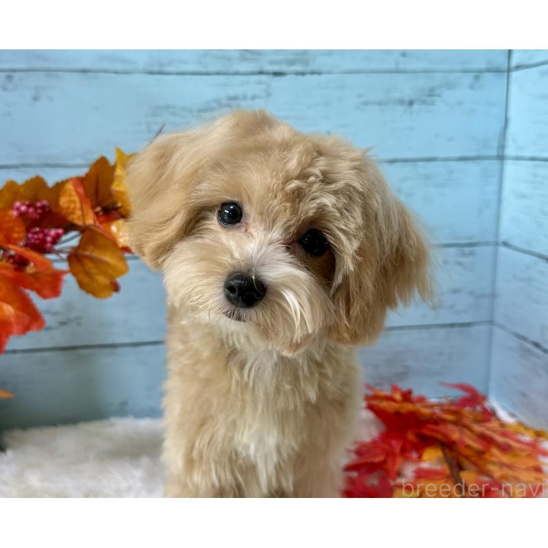 販売中の埼玉県のマルプー:マルチーズ×トイプードル-393326の10枚目