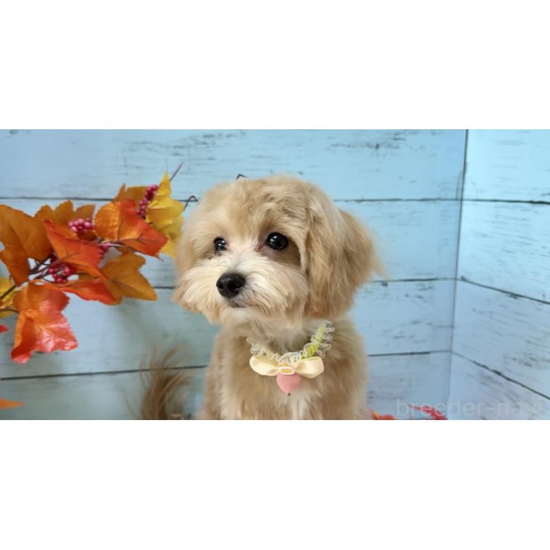 販売中の埼玉県のマルプー:マルチーズ×トイプードル-393326の9枚目