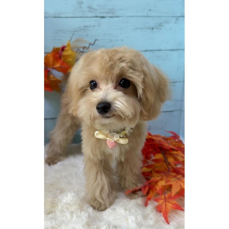 販売中の埼玉県のマルプー:マルチーズ×トイプードル-393326の8枚目