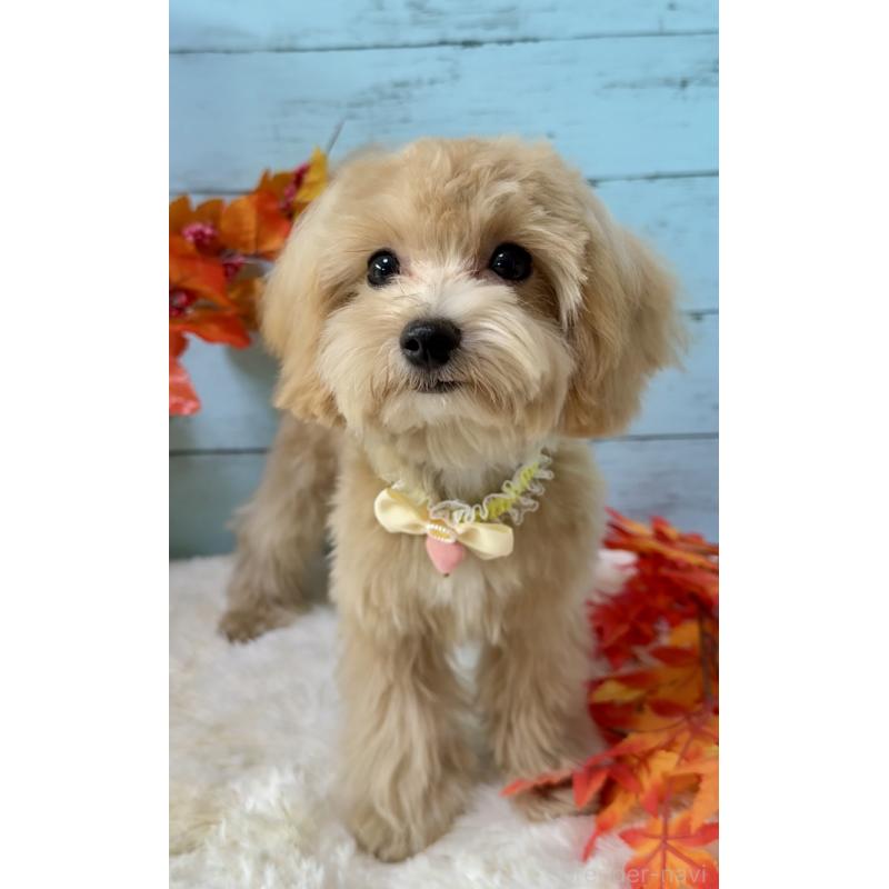 販売中の埼玉県のマルプー:マルチーズ×トイプードル-393326の7枚目