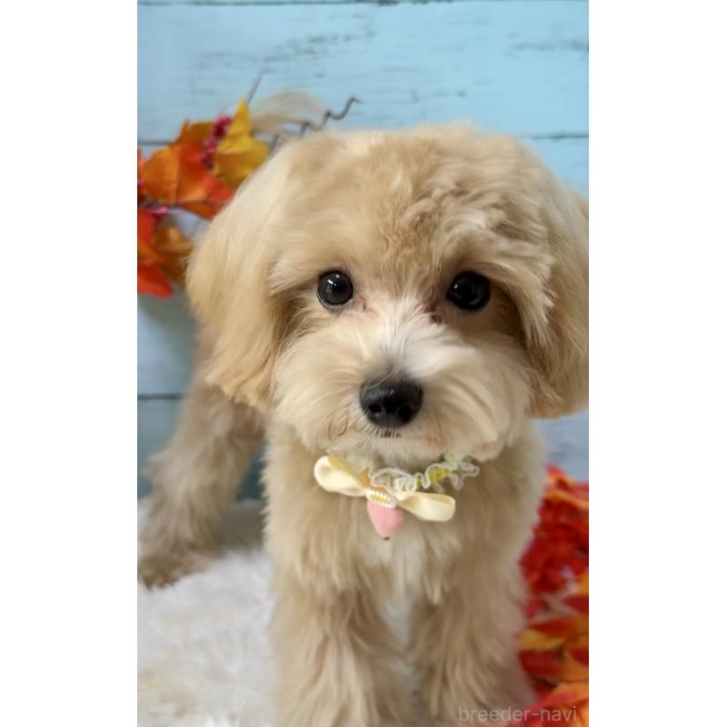 販売中の埼玉県のマルプー:マルチーズ×トイプードル-393326の6枚目