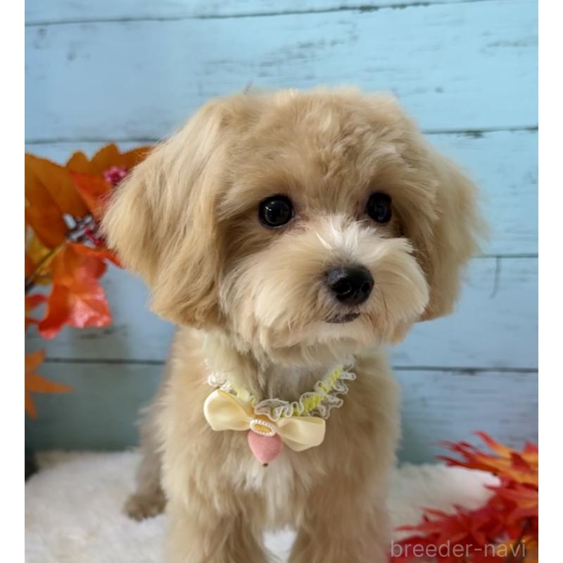 販売中の埼玉県のマルプー:マルチーズ×トイプードル-393326の5枚目