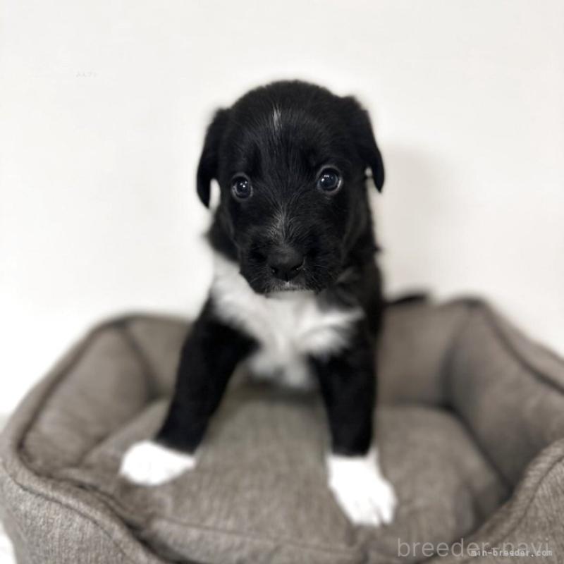 販売中の栃木県のミックス犬-419056