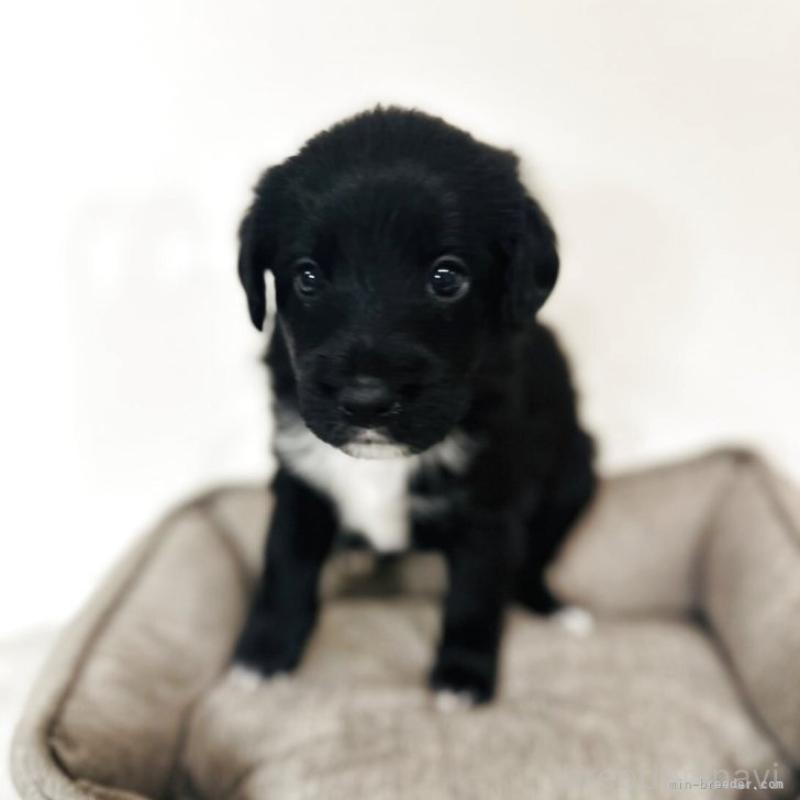 販売中の栃木県のミックス犬-419057
