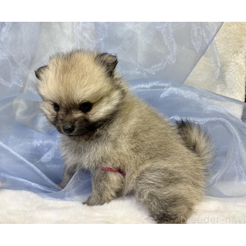 成約済の千葉県のポメラニアン-416622の15枚目