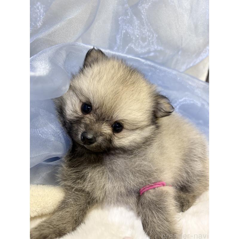 成約済の千葉県のポメラニアン-416622の14枚目