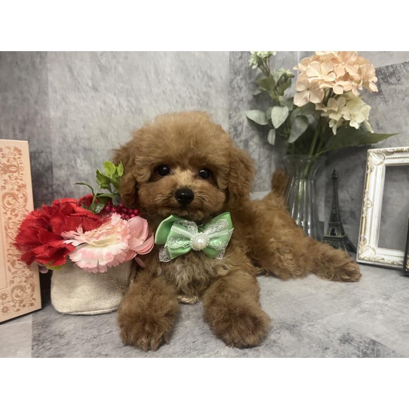 成約済の愛知県のトイプードル-416328