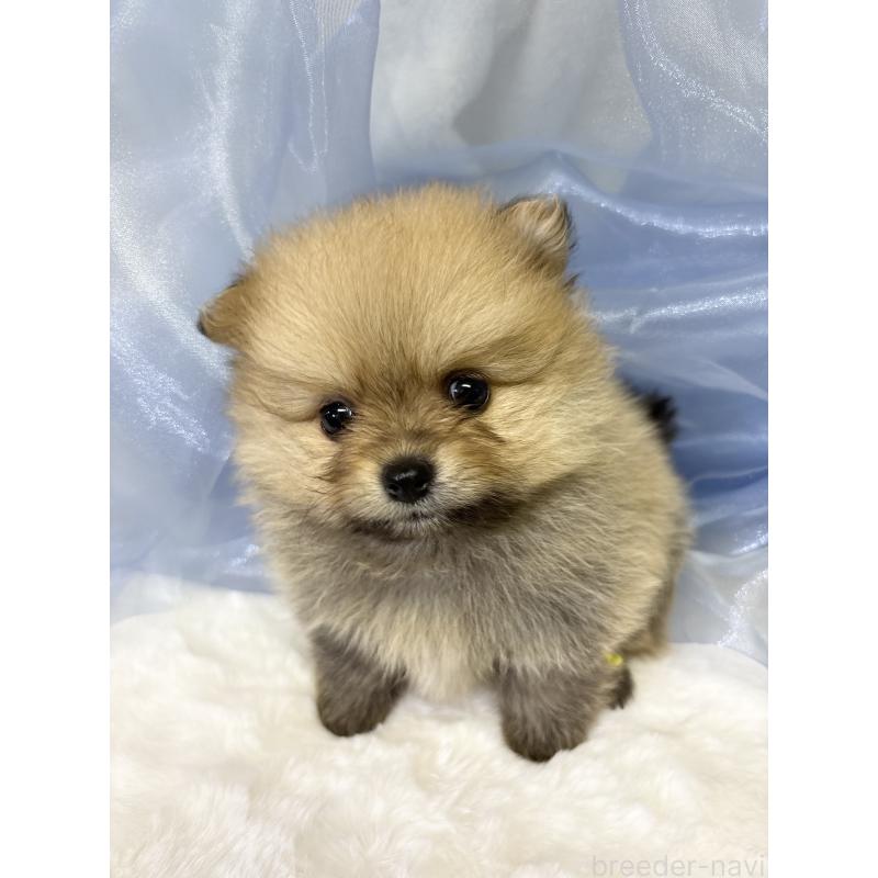 成約済の千葉県のポメラニアン-416623の9枚目