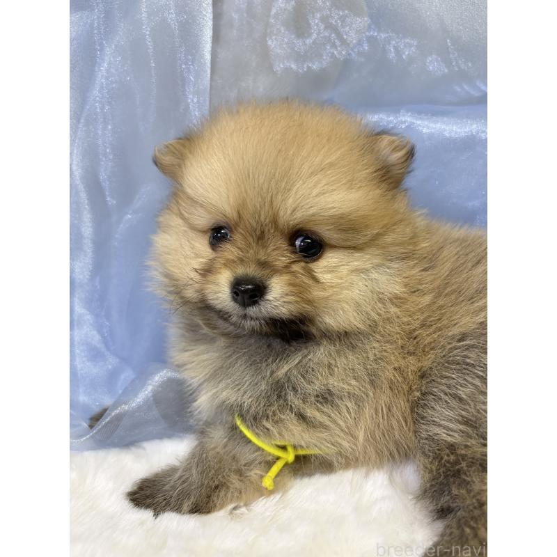 成約済の千葉県のポメラニアン-416623の8枚目