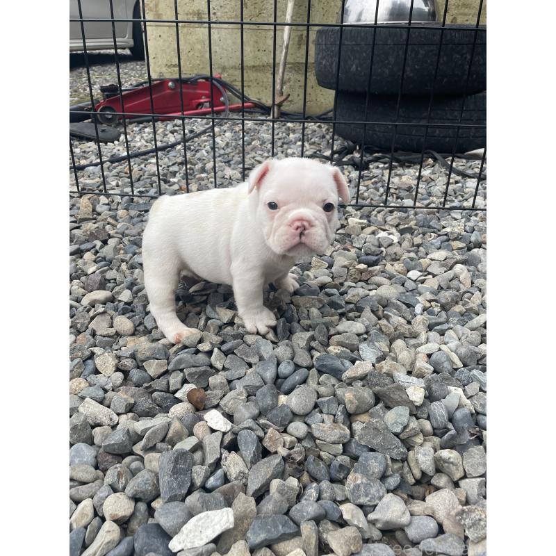 成約済の三重県のフレンチブルドッグ-417887の7枚目