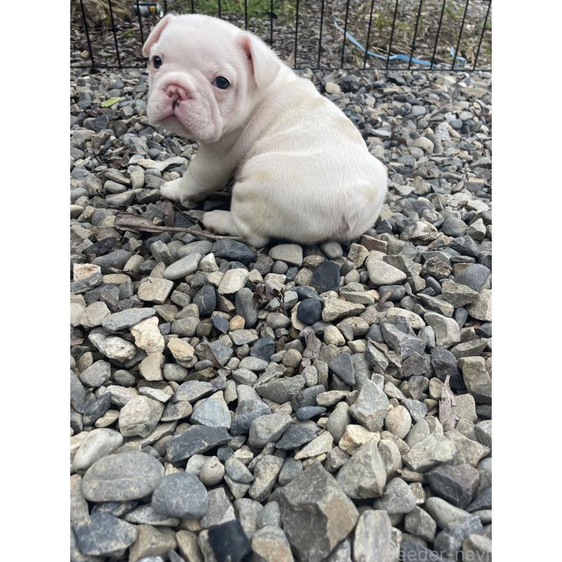 成約済の三重県のフレンチブルドッグ-417887の6枚目