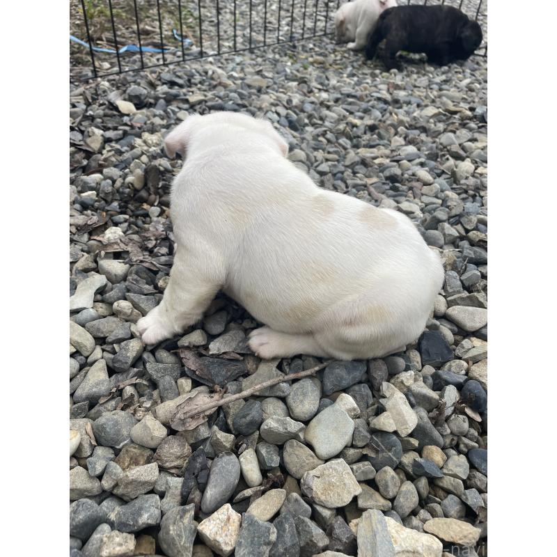 成約済の三重県のフレンチブルドッグ-417887の5枚目