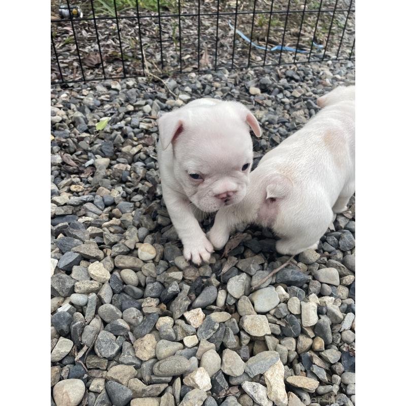 成約済の三重県のフレンチブルドッグ-417887の4枚目