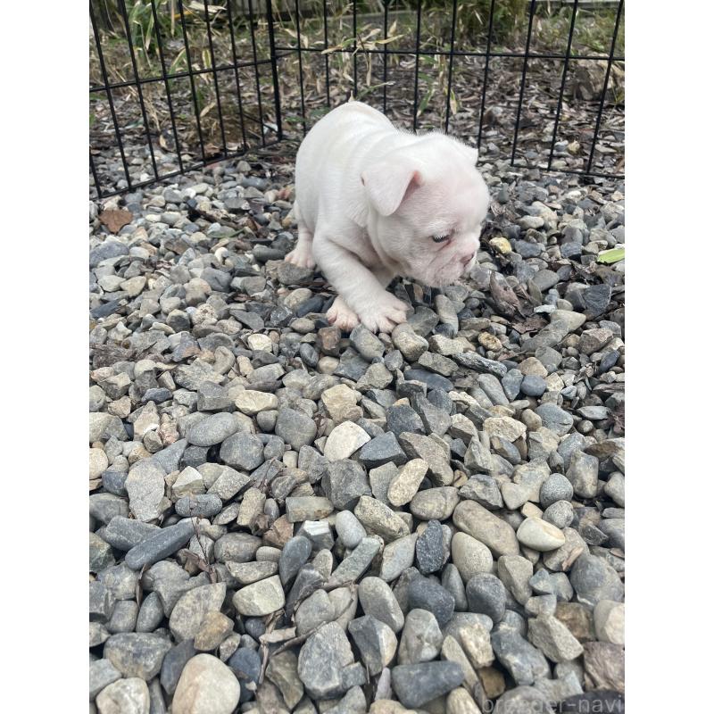 成約済の三重県のフレンチブルドッグ-417887の3枚目