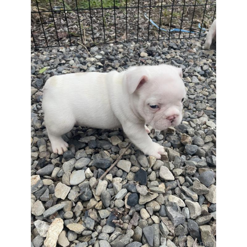 成約済の三重県のフレンチブルドッグ-417887の2枚目