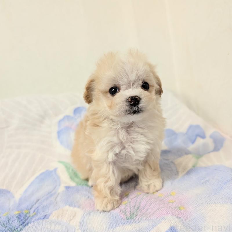 販売中の宮崎県のミックス犬-420820の1枚目