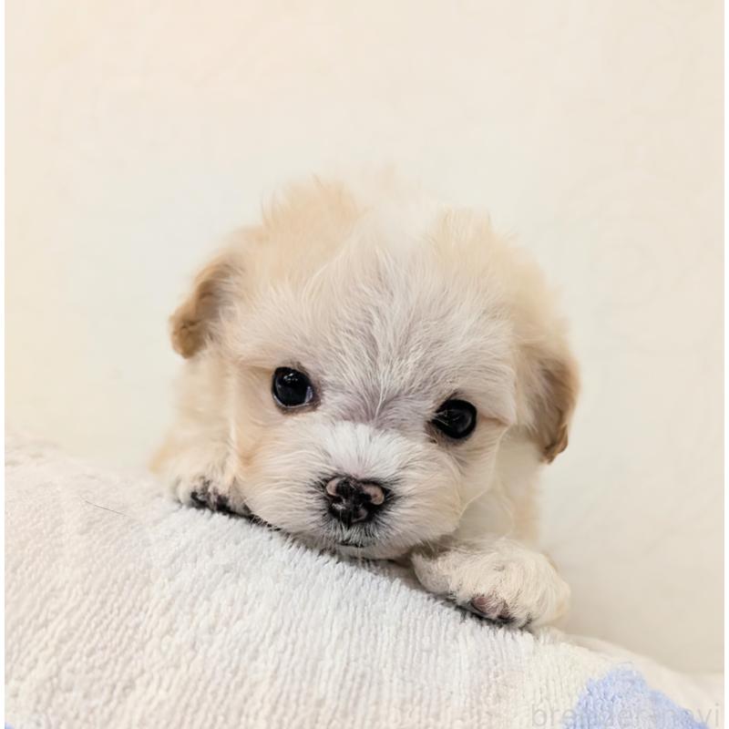販売中の宮崎県のミックス犬-420820の6枚目