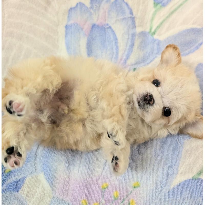 販売中の宮崎県のミックス犬-420820の4枚目