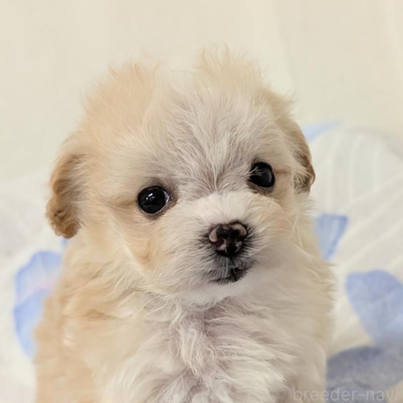 販売中の宮崎県のミックス犬-420820の3枚目