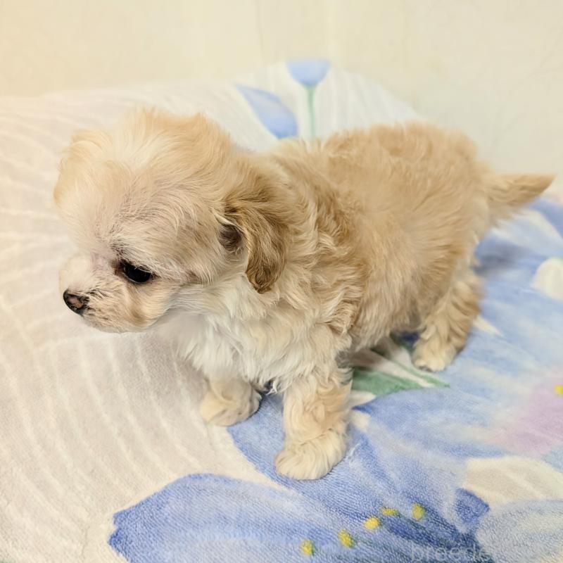 販売中の宮崎県のミックス犬-420820の2枚目