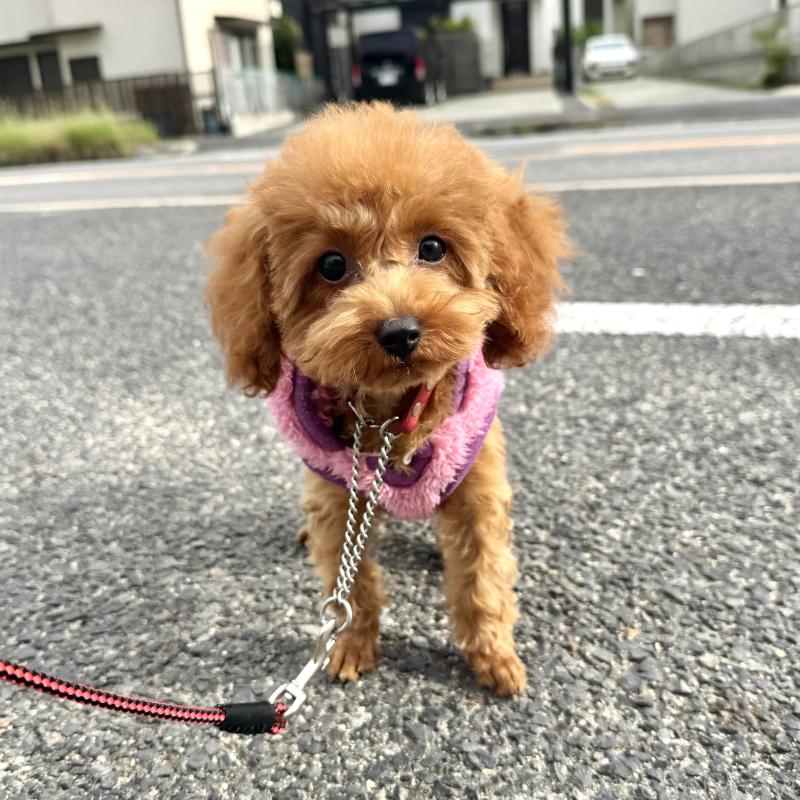 販売中の愛知県のトイプードル-403540の1枚目