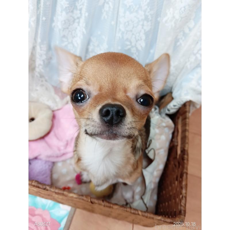 販売中の千葉県のチワワ(スムースコート)-379463の15枚目