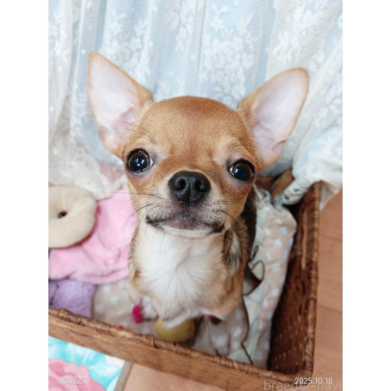 販売中の千葉県のチワワ(スムースコート)-379463の14枚目