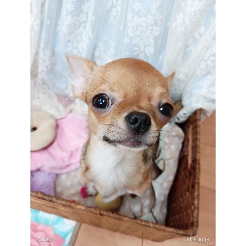 販売中の千葉県のチワワ(スムースコート)-379463の13枚目