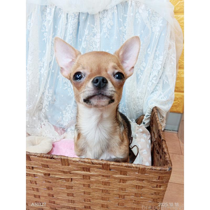 販売中の千葉県のチワワ(スムースコート)-379463の11枚目