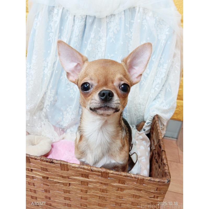 販売中の千葉県のチワワ(スムースコート)-379463の10枚目