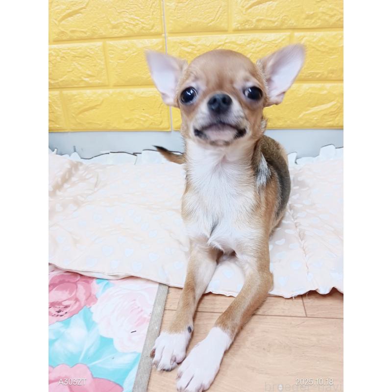 販売中の千葉県のチワワ(スムースコート)-379463の9枚目
