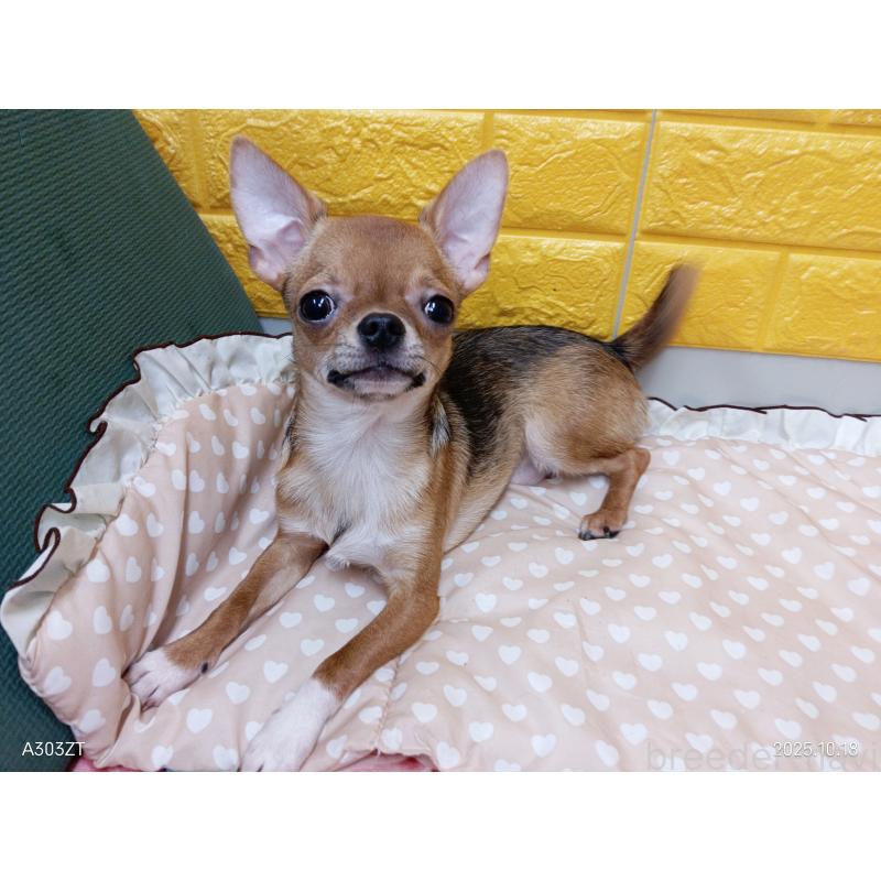 販売中の千葉県のチワワ(スムースコート)-379463の8枚目