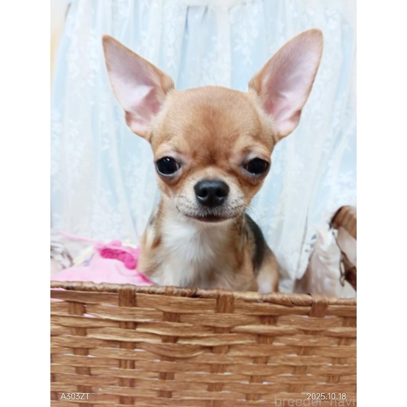 販売中の千葉県のチワワ(スムースコート)-379463の7枚目