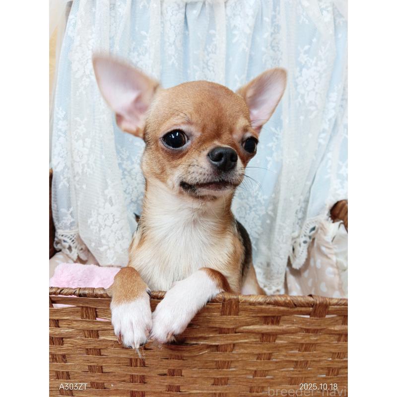 販売中の千葉県のチワワ(スムースコート)-379463の6枚目