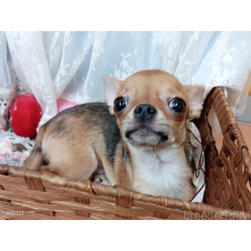 販売中の千葉県のチワワ(スムースコート)-379463の4枚目