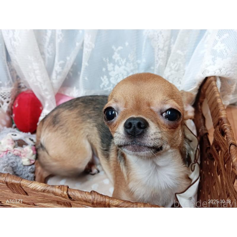 販売中の千葉県のチワワ(スムースコート)-379463の3枚目