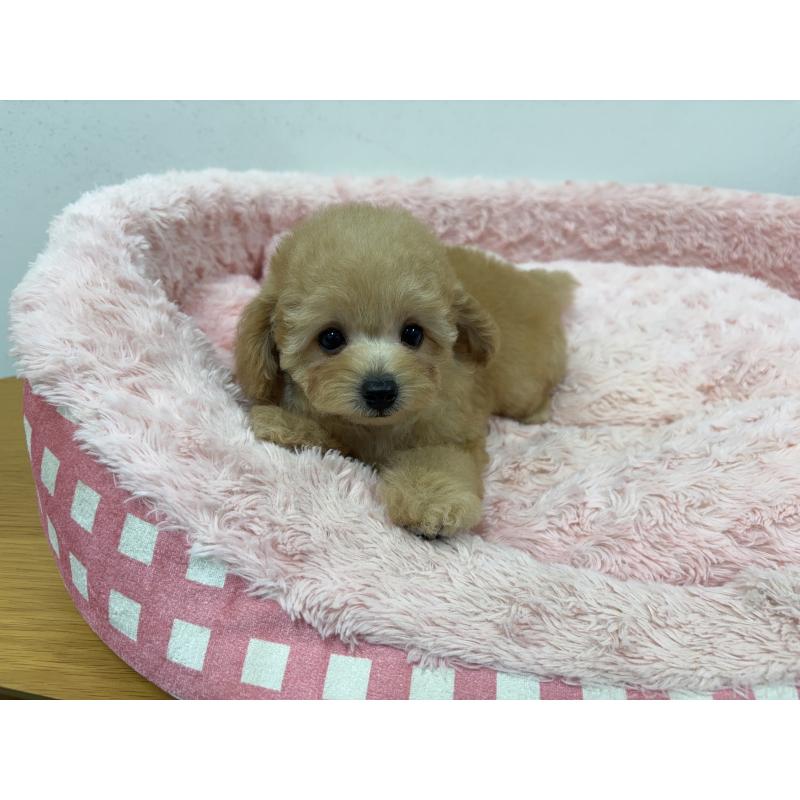 販売中の岐阜県のトイプードル-420823の5枚目