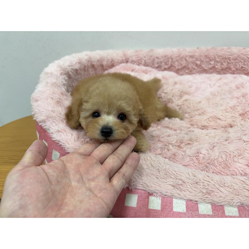 販売中の岐阜県のトイプードル-420823の4枚目
