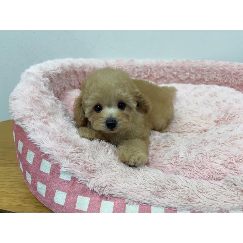 販売中の岐阜県のトイプードル-420823の3枚目