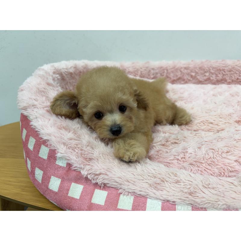 販売中の岐阜県のトイプードル-420823の2枚目